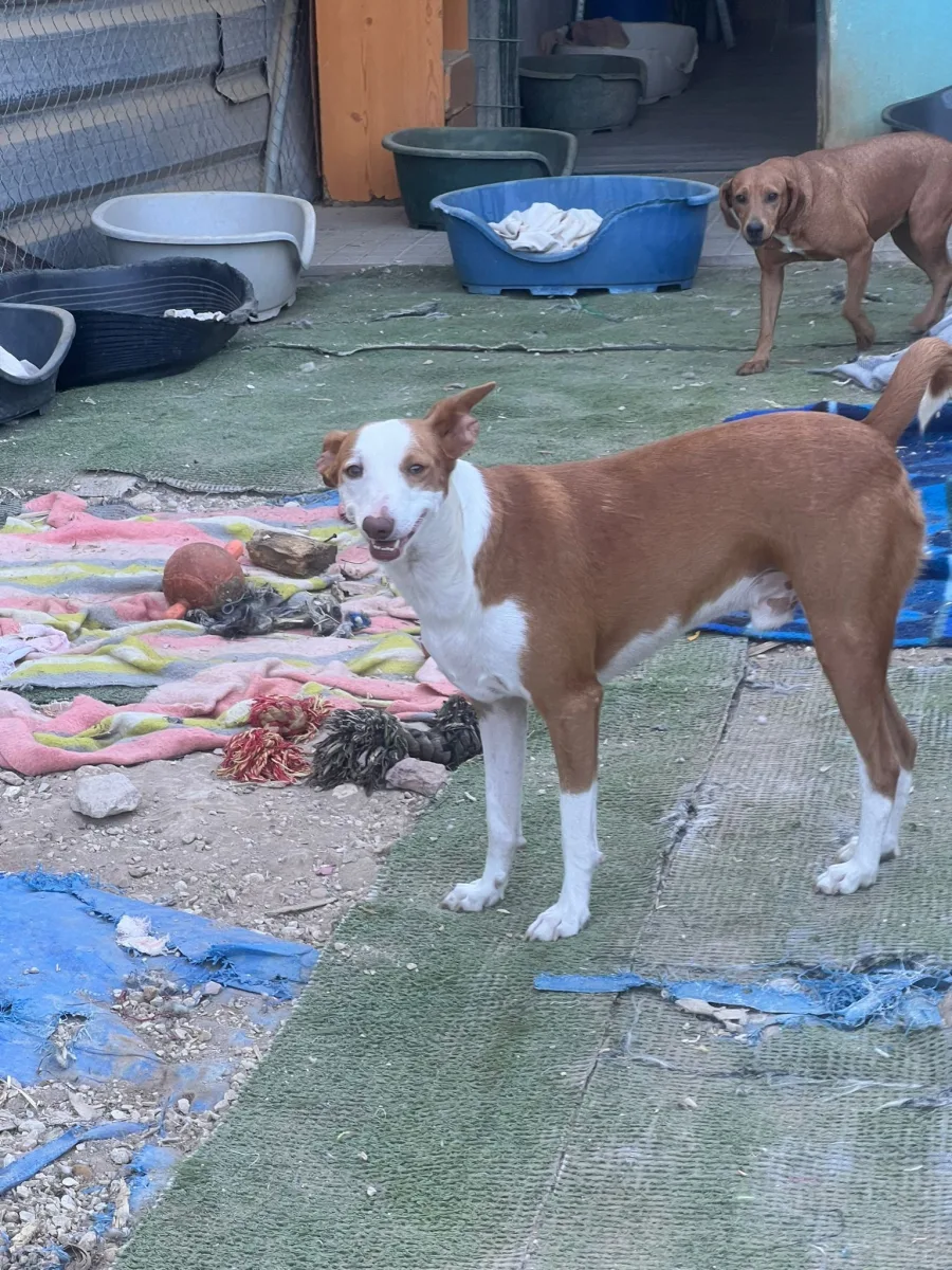 Foto van hond Javi