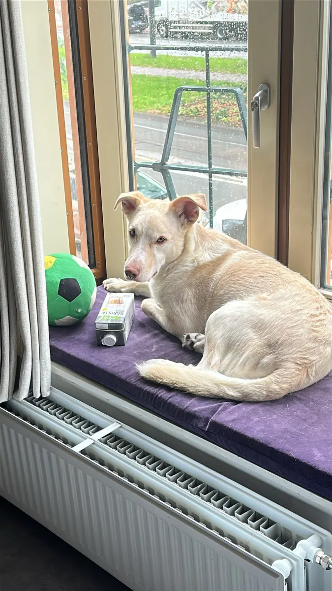 Foto van hond Bagero