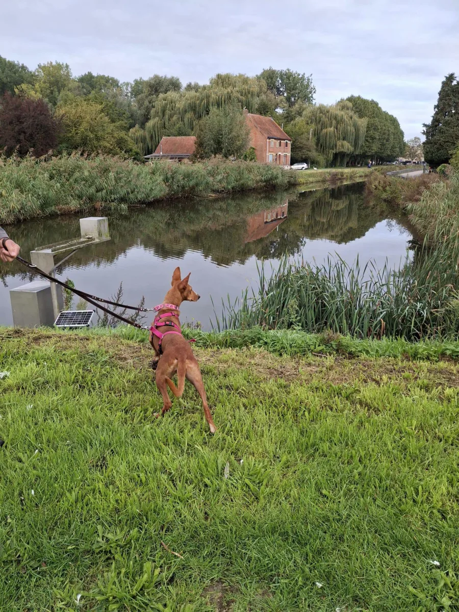 Foto van Rusia