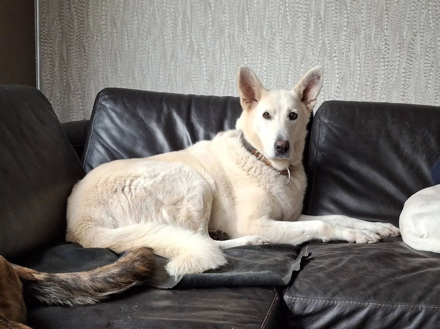 Foto van hond Amira