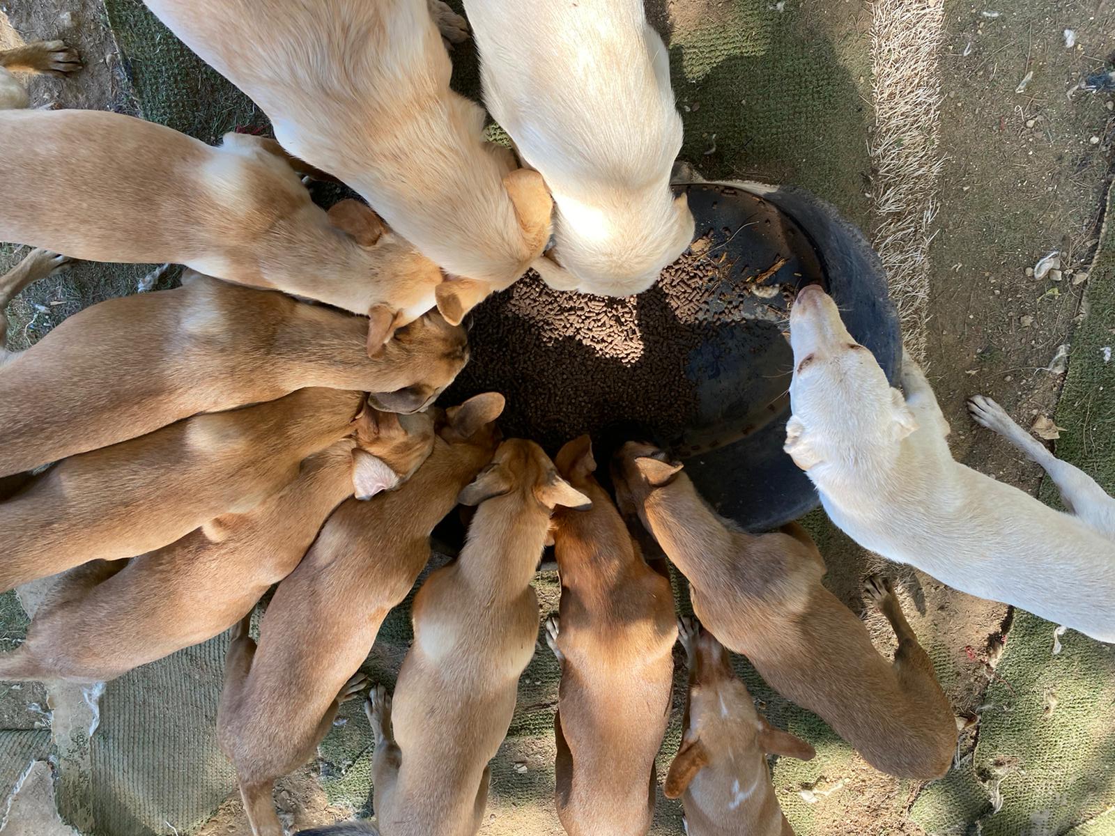 foto van hond